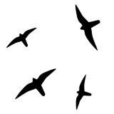Haukkatarrat x4